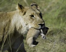 Motherly love at Tubu Tree Camp, Okavango Delta, Botswana (Dana Allen)