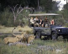 Game drive at Tubu Tree Camp, Okavango Delta, Botswana (Dana Allen)