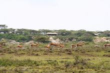 Wildlife in front of the camp at Ubuntu Camp, Serengeti National Park, Tanzania
