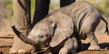 Mashatu Lodge, Mashatu Game Reserve, Botswana