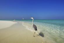 Velassaru, South Male Atoll, Maldives
