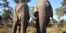 Walking with Elephants