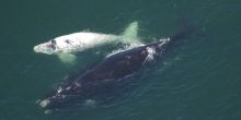 Hermanus Whale Watching Expedition