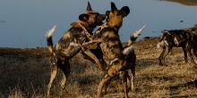 Madikwe Hills Game Lodge, Madikwe Game Reserve, South Africa