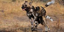 Gomoti Plains Camp, Moremi Game Reserve, Botswana