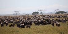 Lobo Wildlife Lodge