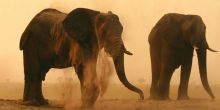 Chobe Elephant Camp