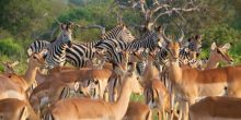 Simbavati River Lodge, Timbavati Game Reserve, South Africa