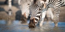 Singita Pamushana, Malilangwe Private Game Reserve, Zimbabwe
