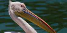 Walvis Bay