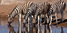 Mokuti Etosha Lodge, Etosha National Park, Namibia