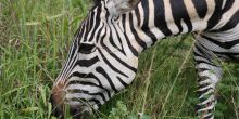 Mihingo Lodge, Lake Mburo National Park, Uganda