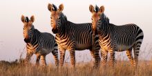 Thula Thula Safari Lodge, Thula Thula Game Reserve, South Africa