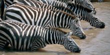 Ngoma Safari Lodge, Chobe National Park, Botswana