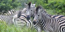 Zebra near Zulu Nyala Game Lodge